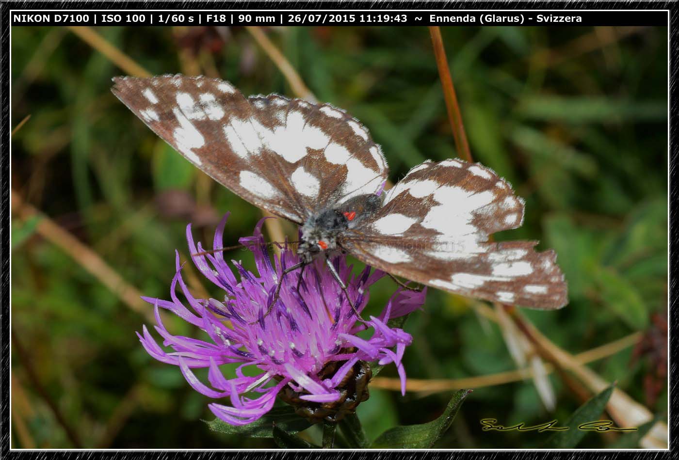 Melanargia sp.? Melanargia galathea